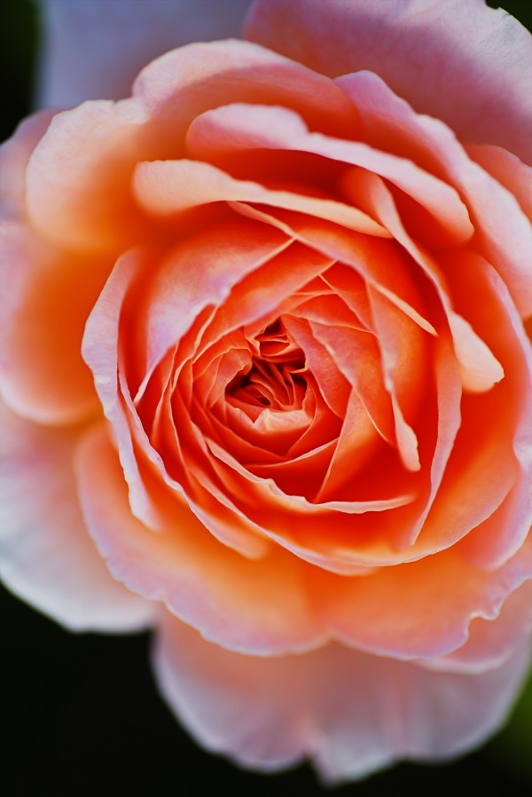 Rose Orange Into Pink by Joy Watson